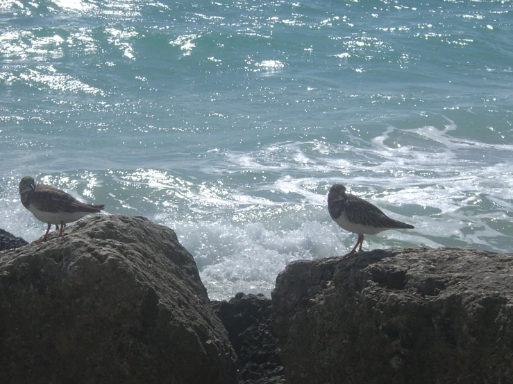 two birds standing on a rock by the water