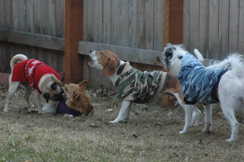 four dogs are wearing camouflage clothes standing in the yard