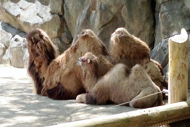 some brown bears are sitting in the shade