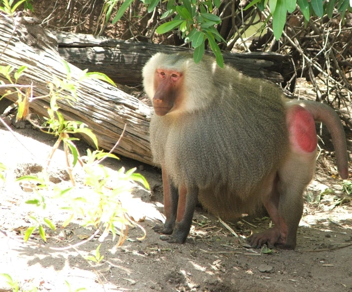 there is a small monkey standing on the sand