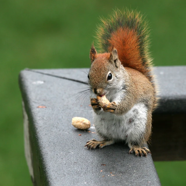 a squirrel sitting on a bench eating soing