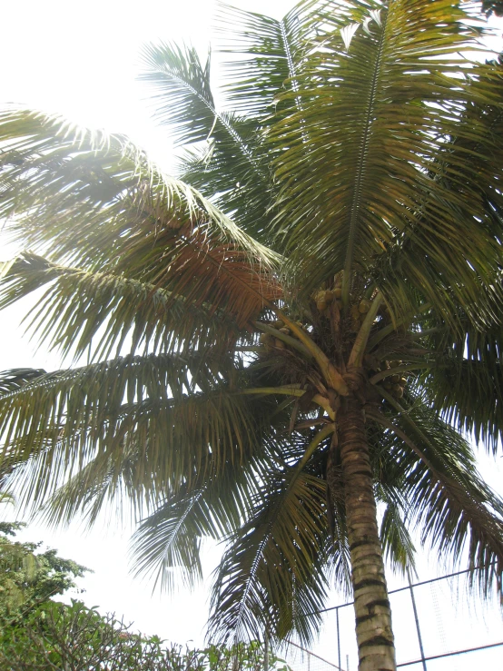 a view up close to a very tall palm tree