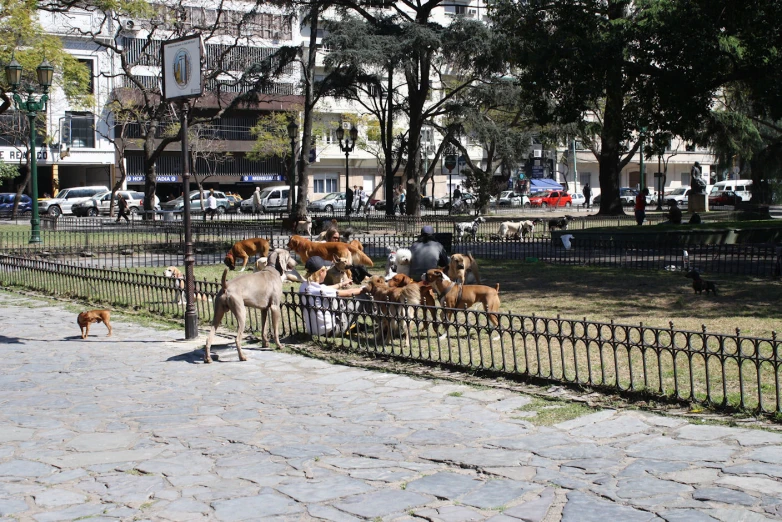 some animals in a fenced - in area and cars