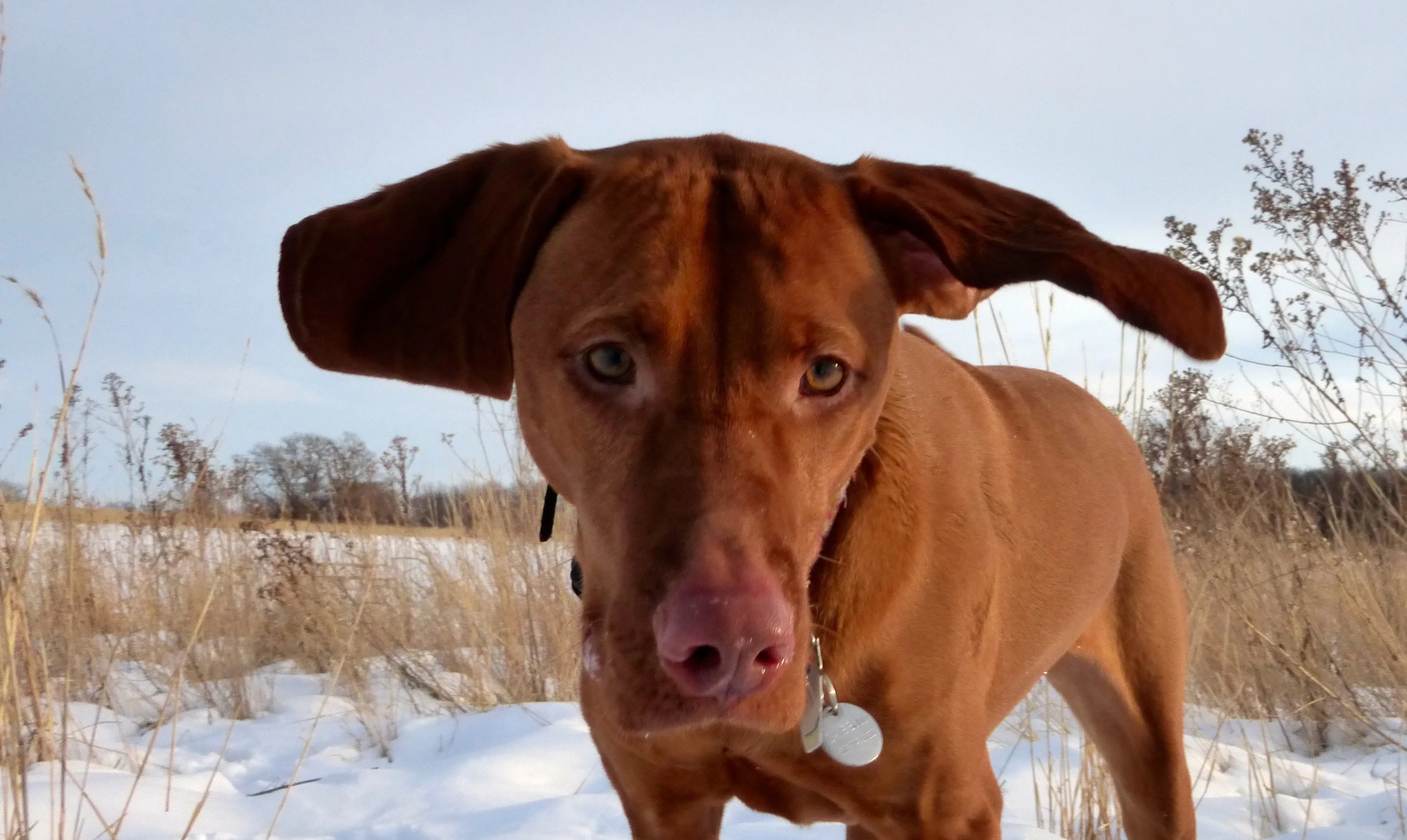 a dog standing in the snow on a sunny day