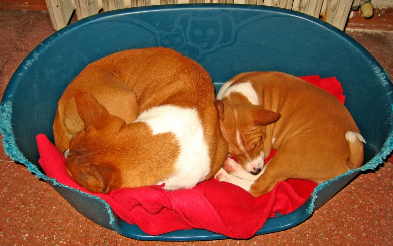two puppies lying down in a blue bowl