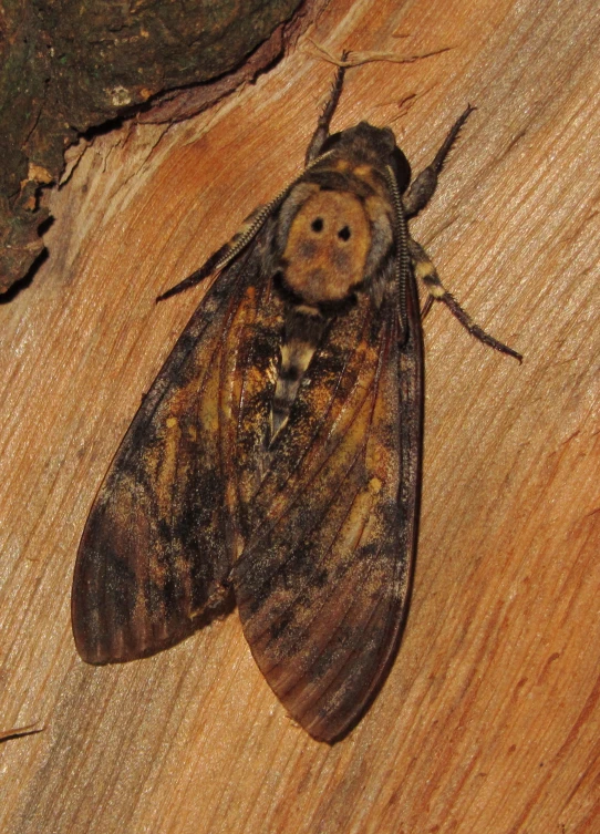 a brown and black insect sitting on top of a wooden surface