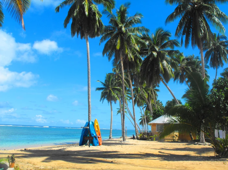 a beach with palm trees and surfboards on it