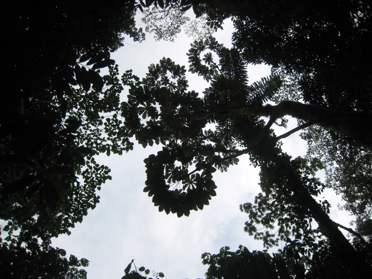 view up into a leafy tree canopy