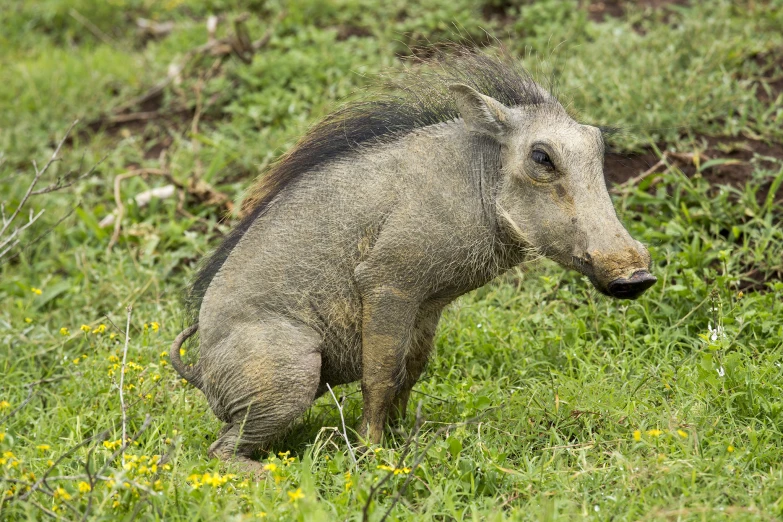 the small boar is walking through the grass