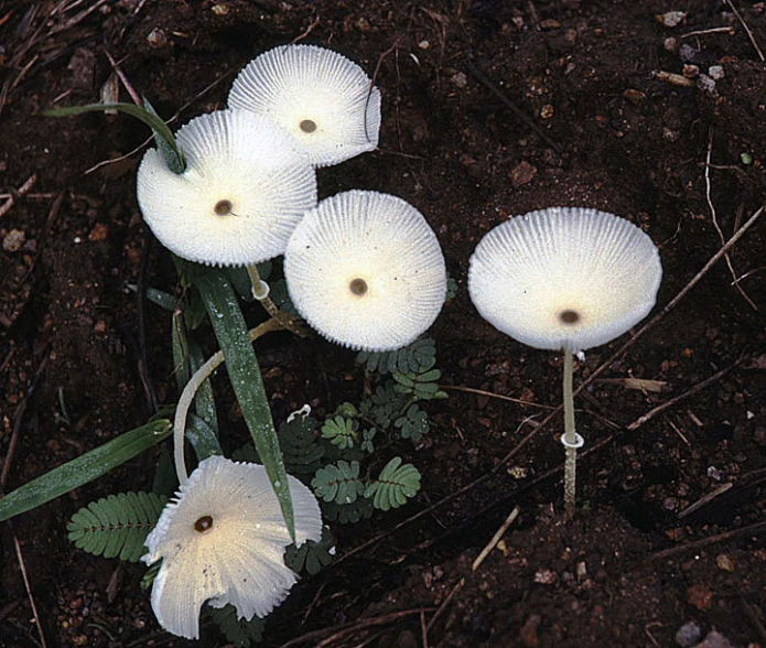 three white flowers with leaves and a brown ground