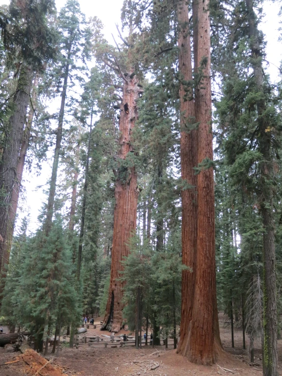 some very tall trees on a dirt ground