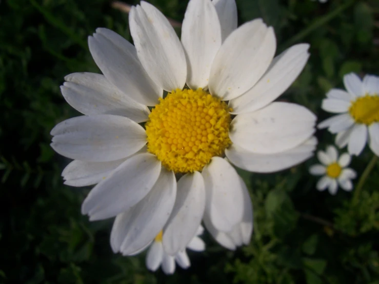 some flowers that are in the grass together