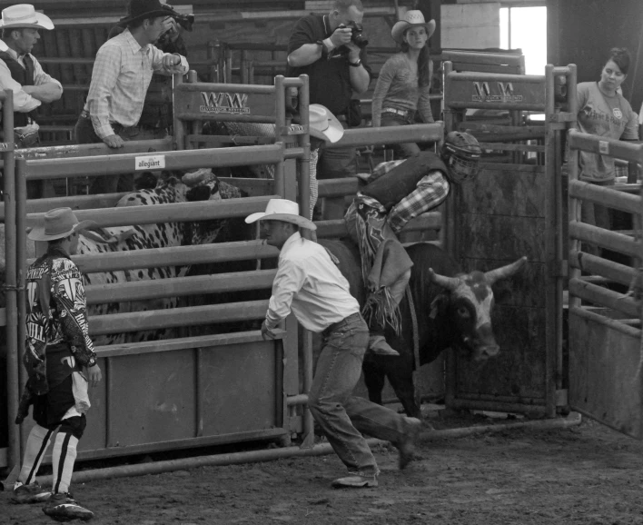 a cowboy is attempting to rope a steer