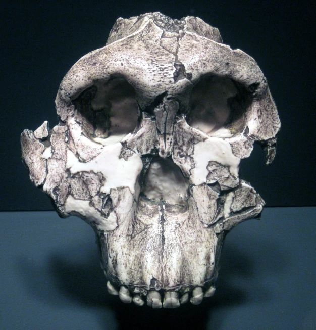 the skull is made of several different types of wood