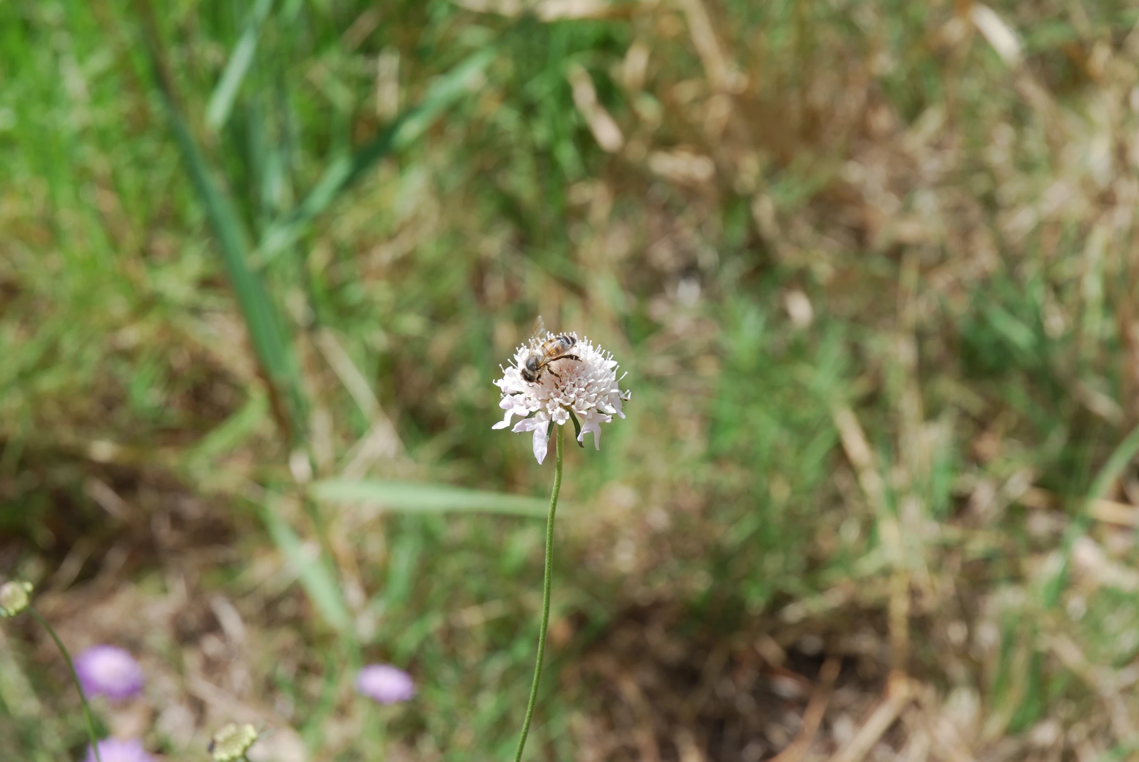 a large white flower sitting in the middle of a green field