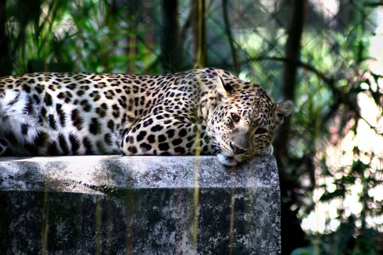 a leopard that is laying down on a rock