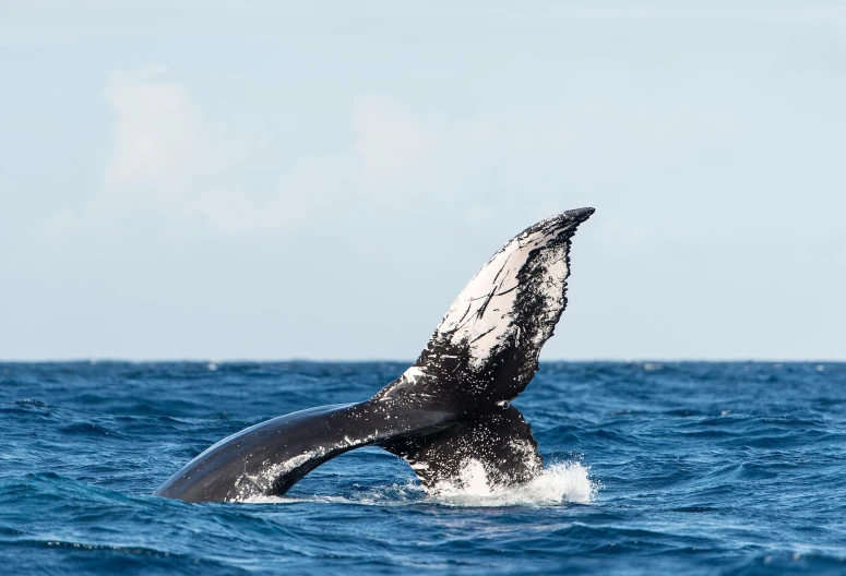 a whale tail flups out of the water