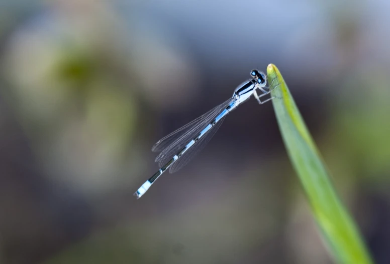 an insect that is sitting on the tip of a leaf