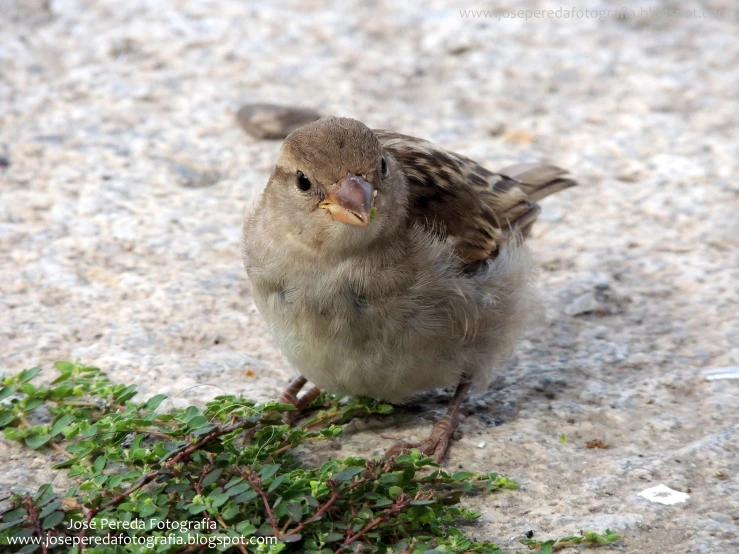 small brown bird standing on cement ground next to plant