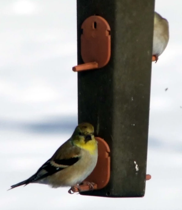 a pair of birds sitting on the top of a bird feeder