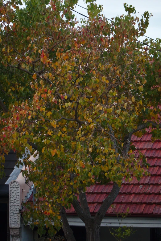 a tree with bright leaves near a building