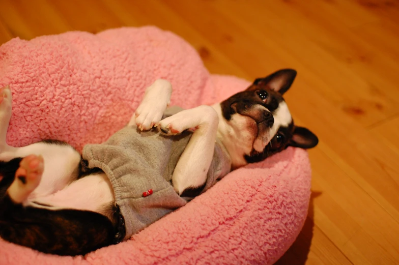 a dog sitting on top of a pink bed with a stuffed animal