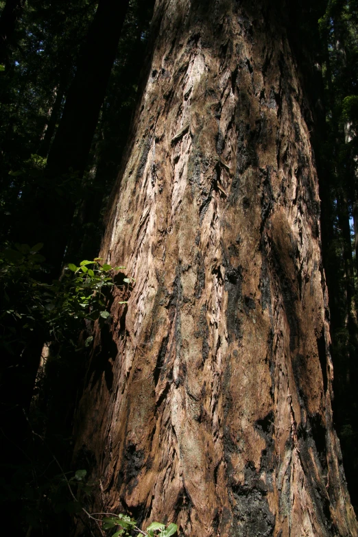 a large tree in the woods with trees