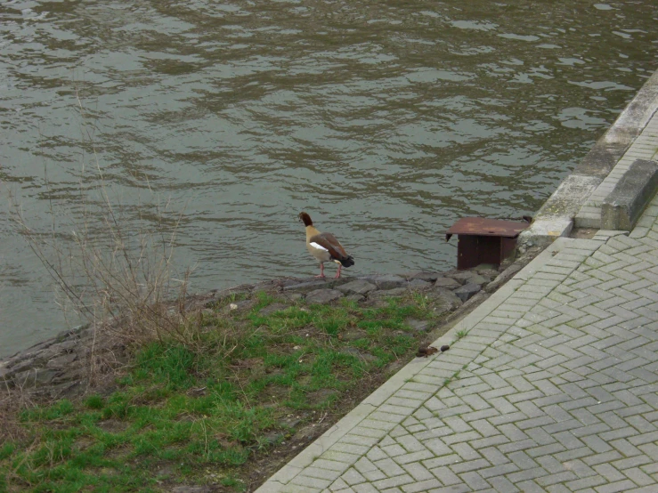 a bird is standing on the edge of a river