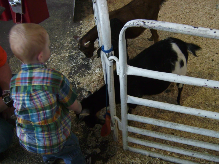 baby looking at sheep in pens while people watch