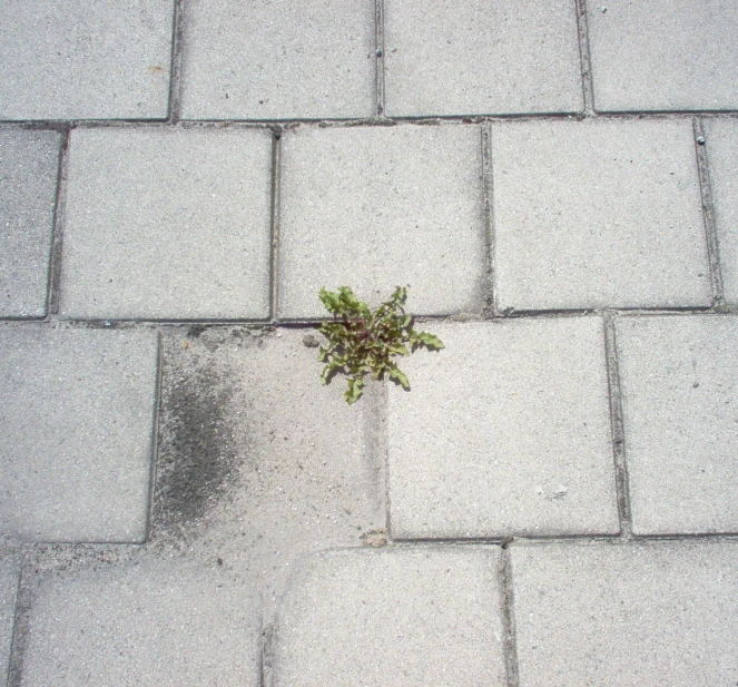 an aerial view of a green plant growing on pavement