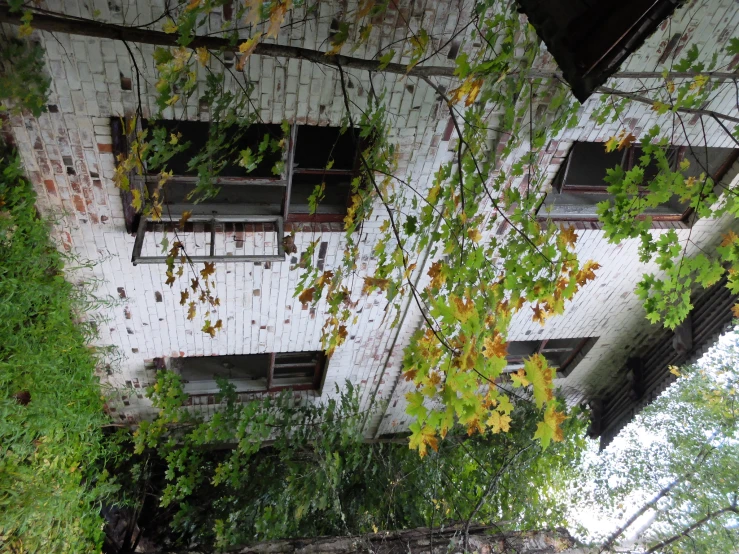 a window of a building is open showing leaves