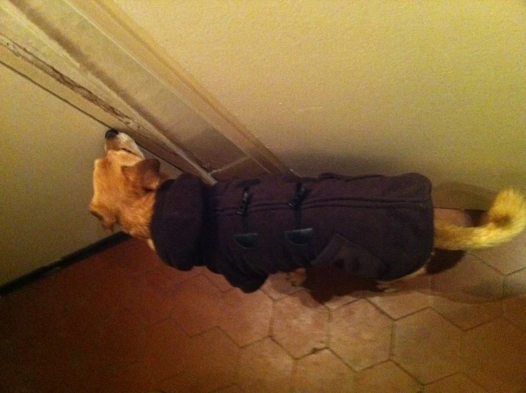 a dog in a jacket with a leash running up the wall