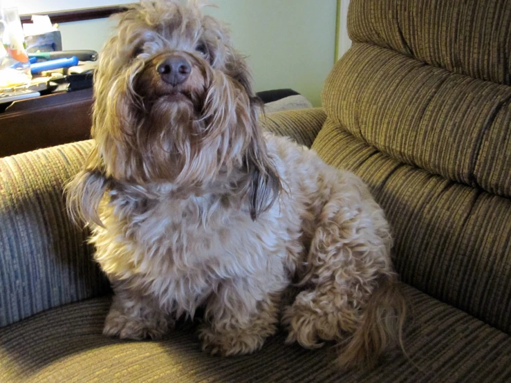 a large dog sitting on top of a brown couch