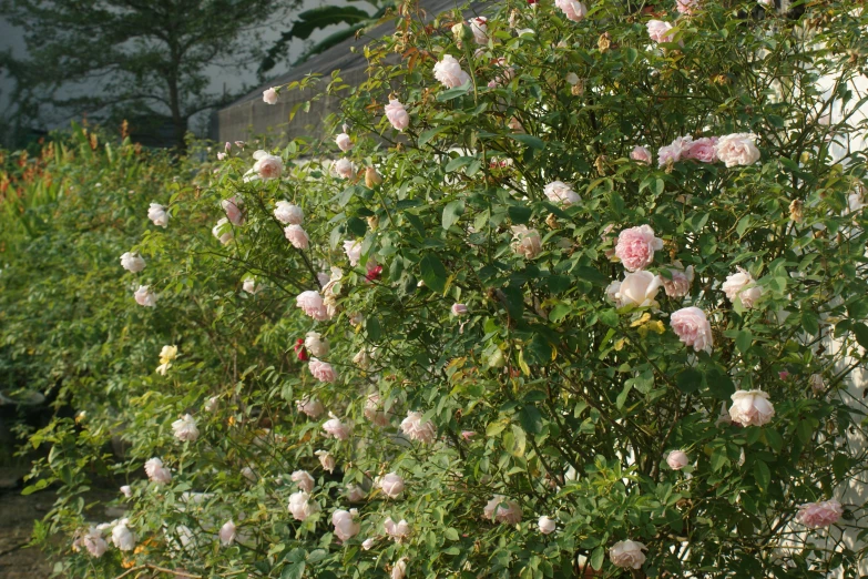 pink rose bush and trees outside the house