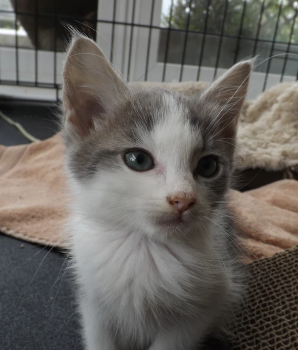 a white and gray kitten sitting on top of a bed