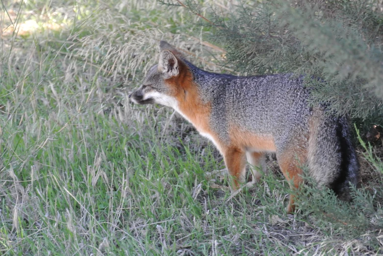 a very cute looking animal by some tall grass