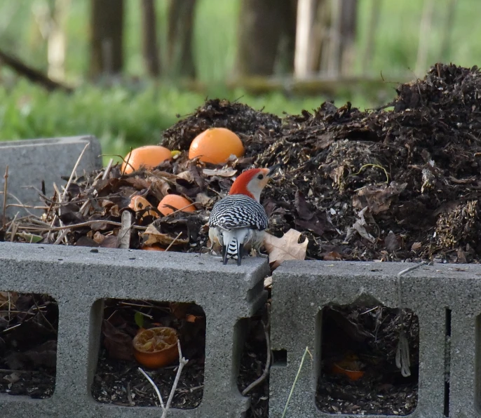 there are several small birds that are feeding in a garden