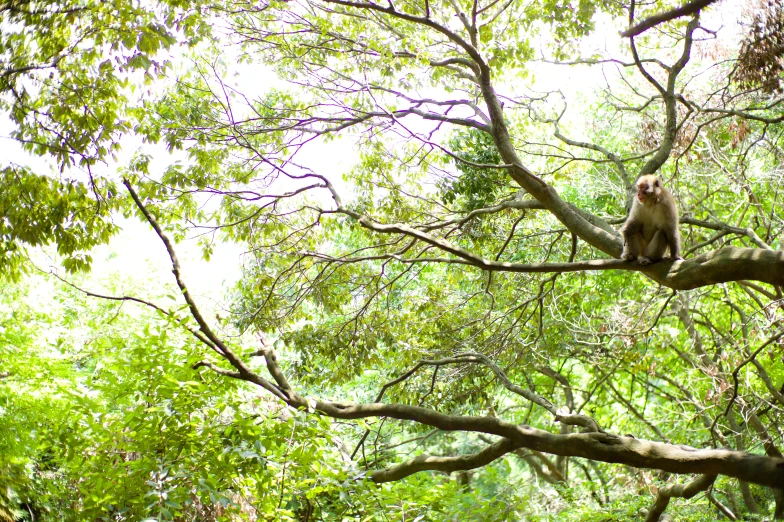 a monkey is sitting on a large tree nch