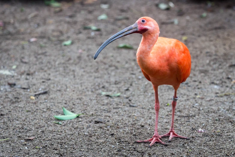 a bird standing on one leg on the sand