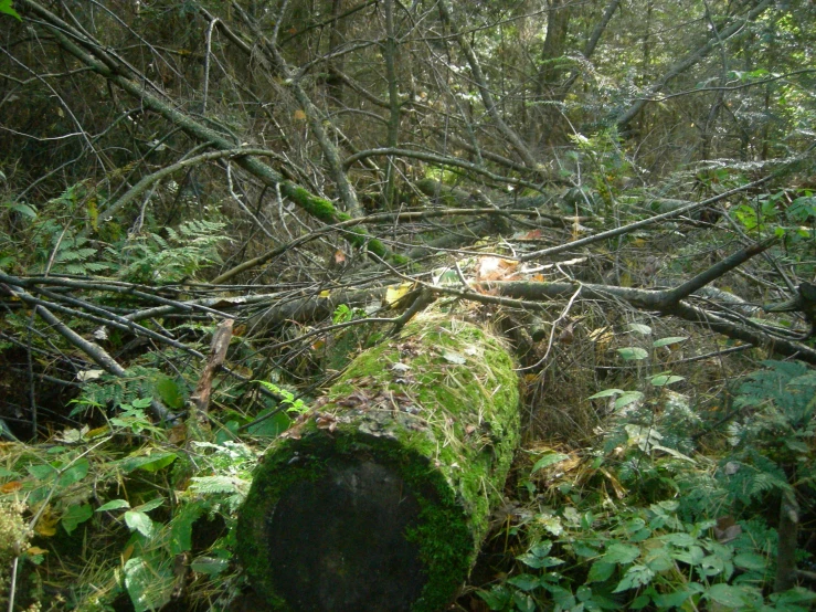 this is a picture of a tree stump in the woods