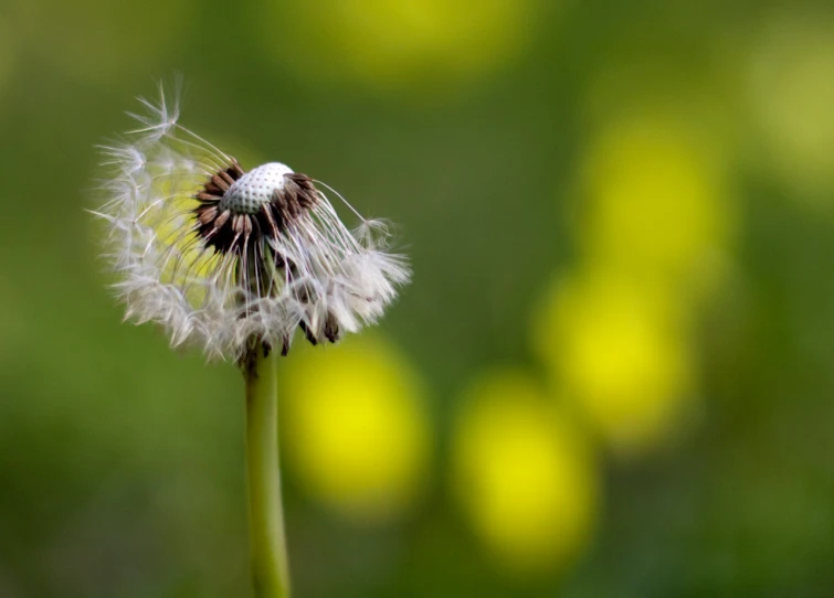 a black and white flower in the foreground is blurred with boke