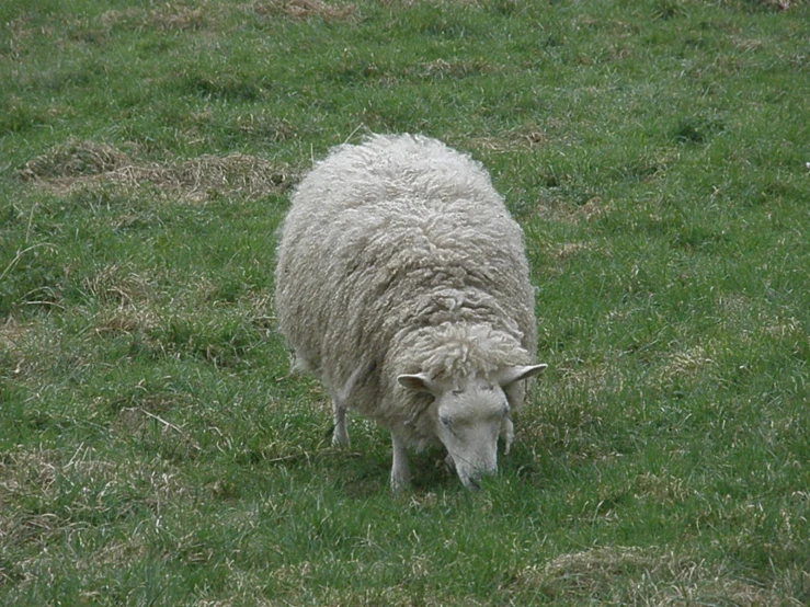 a large white sheep is grazing in a field