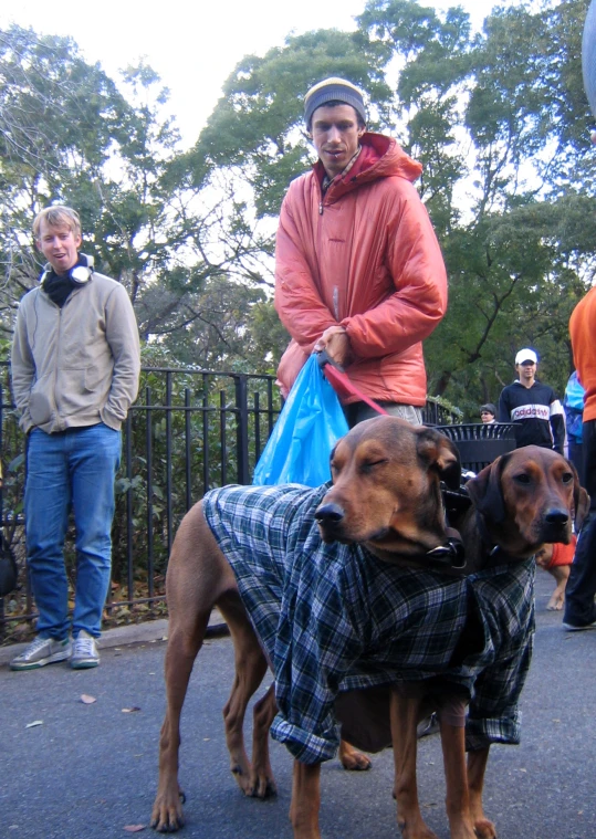 a man and two brown dogs wearing a coat