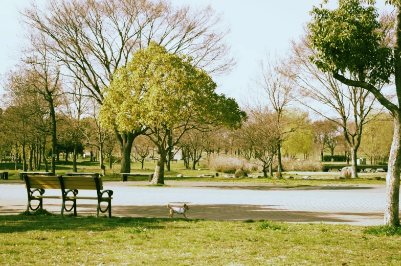 a dog is in the park near two benches