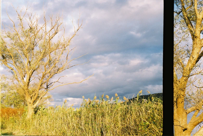 two pos side by side, of grass, trees and clouds