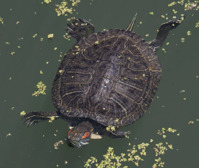 a turtle is floating in the water next to some grass