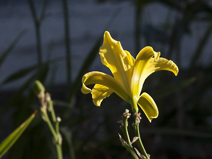 a yellow flower grows in the field next to some grasses