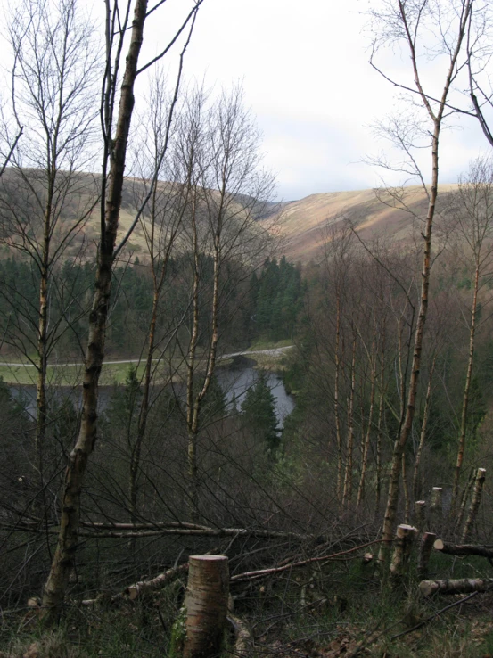 view down the middle of a forest with a river going by