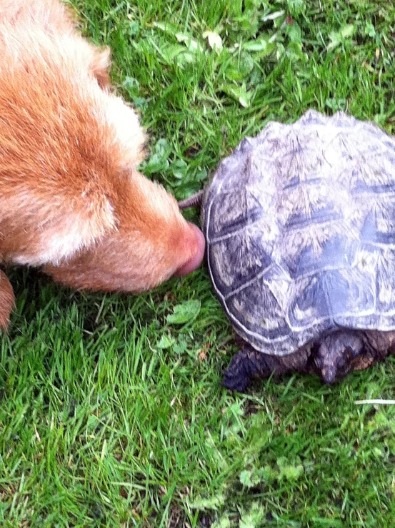 the bear is sniffing the turtle on the grass