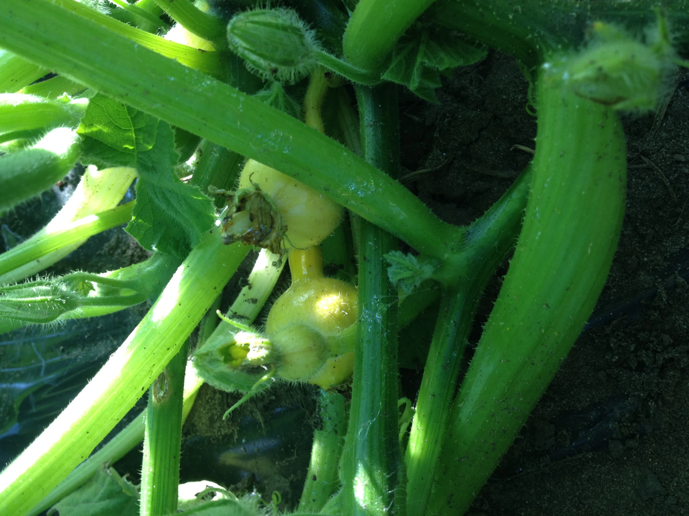 the stem and flower parts of a squash plant